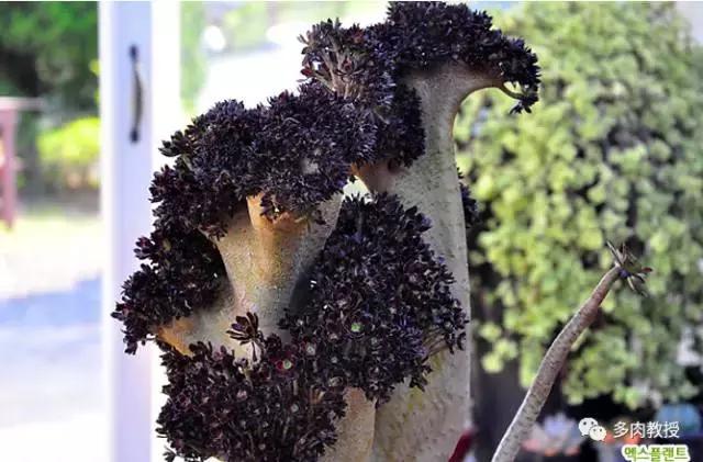 韩国大棚多肉视频,韩国原装进口多肉大棚