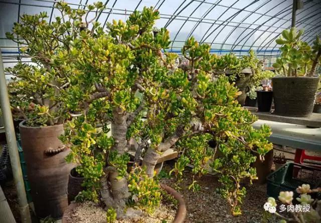 速看!韩国大棚主10大多肉镇店之宝,美呆了!