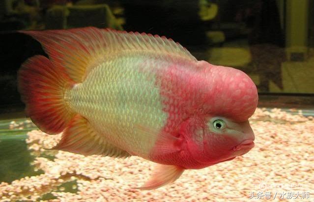 罗汉鱼刚入缸注意事项,新手养罗汉鱼要注意什么
