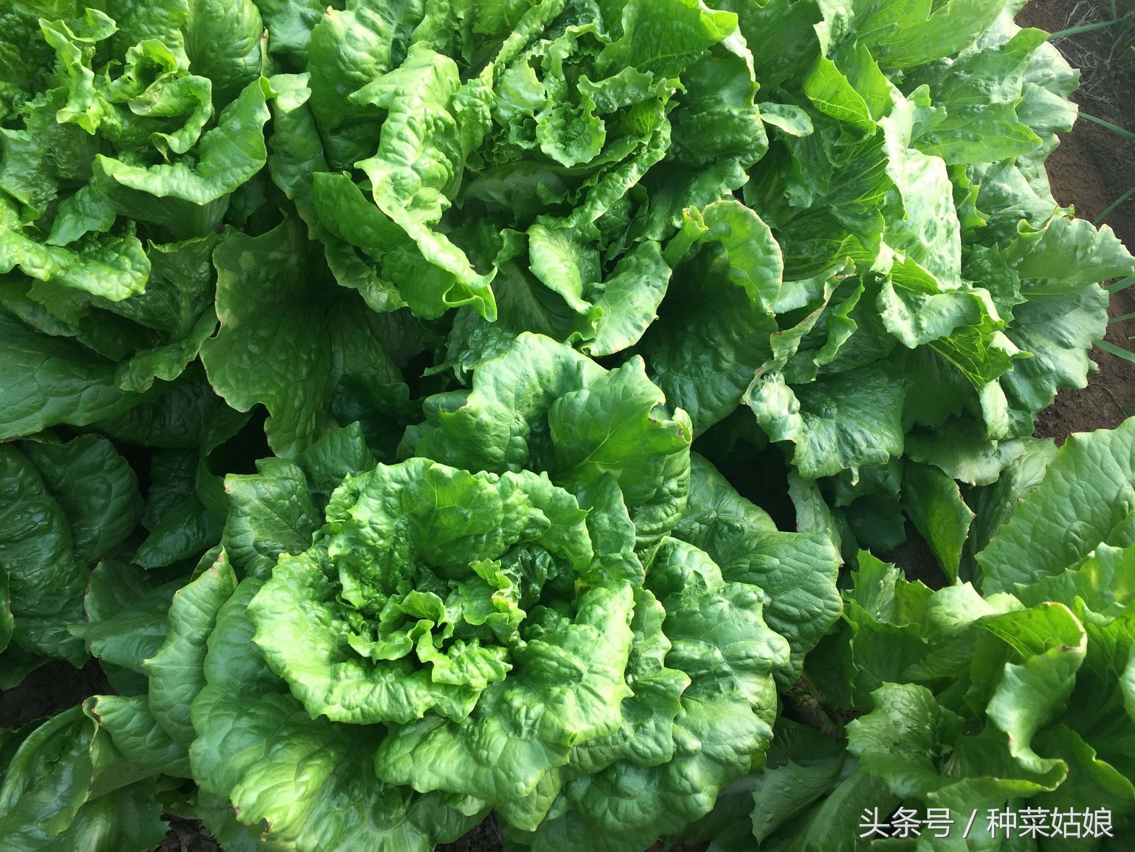 种植蔬菜有虫怎么办,种植蔬菜存在的问题