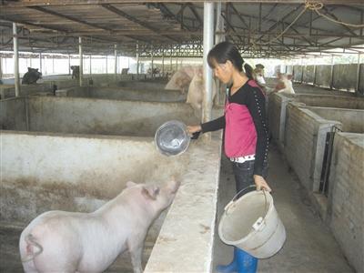 国家对生猪养殖的支持政策,国家怎么补贴猪养殖户