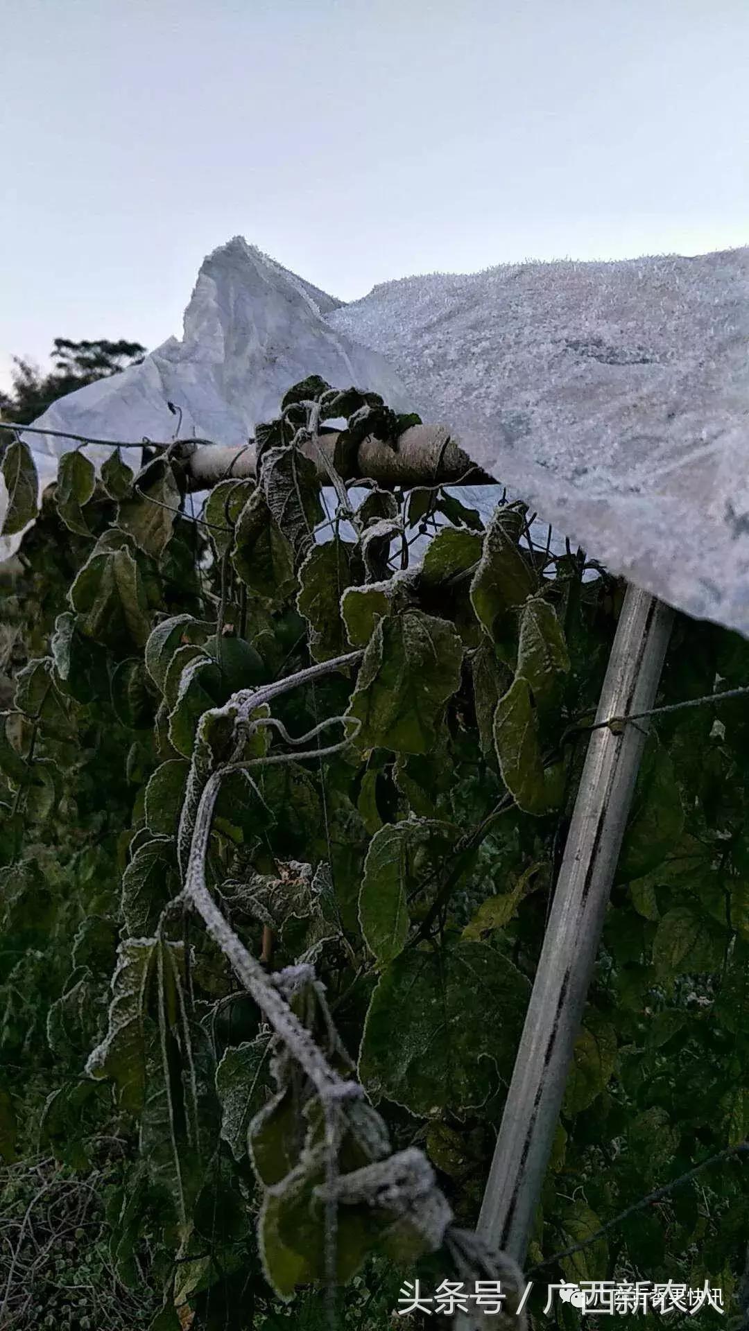 百香果怕霜冻吗,百香果如何对付霜冻天气