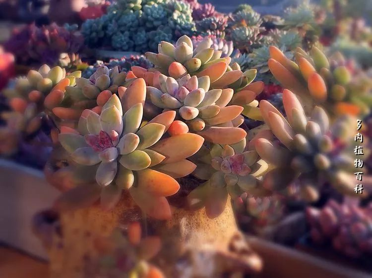 视觉盛宴美不胜收美图,视觉盛宴每个画面都美极了