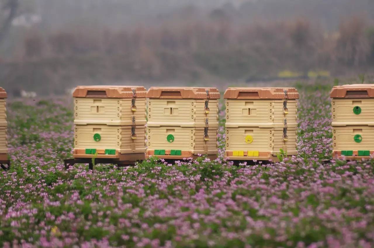 集市上的蜂蜜,市集食材
