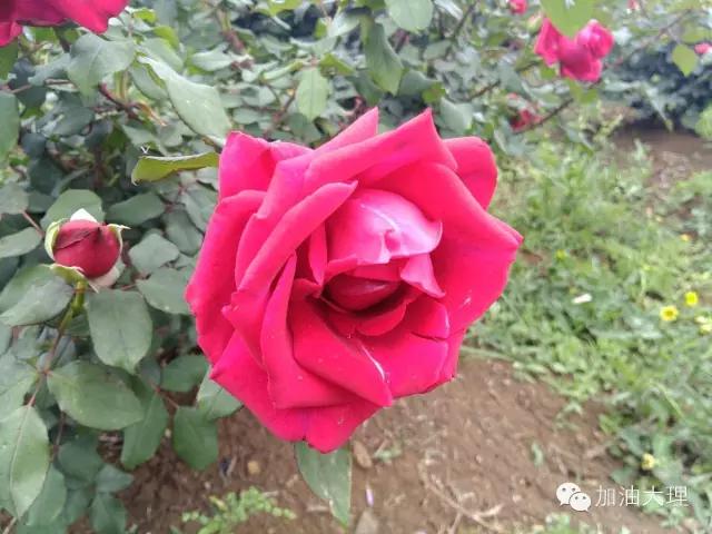 云南大理的玫瑰花海,大理的花海开了吗