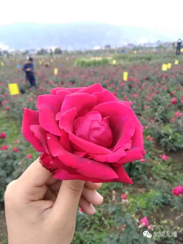 云南大理的玫瑰花海,大理的花海开了吗