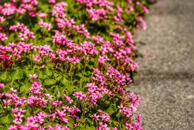 像变色龙一样生活，可着劲儿地折腾！