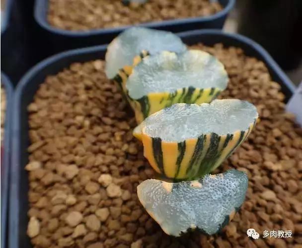 韩国大棚多肉视频,韩国原装进口多肉大棚