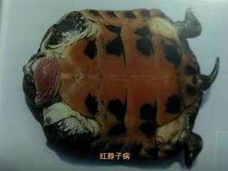 乌龟生病了怎么办?最全面的疾病治疗方法快快看看救小龟一命!