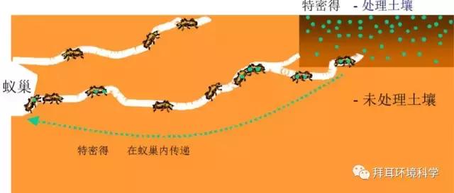 门框被白蚁蛀了怎么处理,防白蚁处理是在装修的哪个步骤