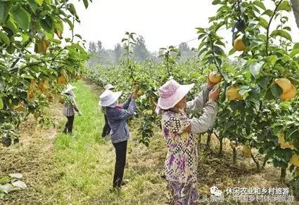 小农庄一年利润多少,二十亩地一年收入千万的小农庄