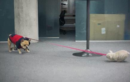 生活妙招：怎样去除狗狗身上的虱子？