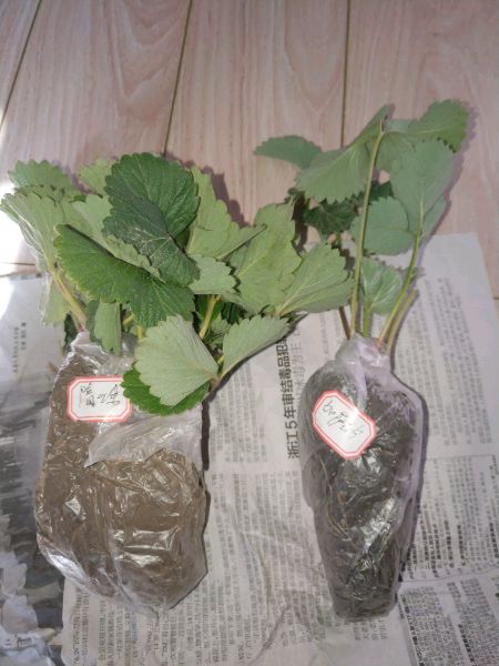 第1次种草莓怎么选苗,怎么辨别野草莓和家草莓苗