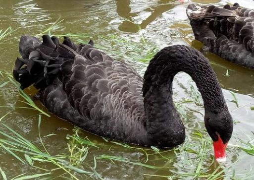 黑天鹅的养殖技术和方法,黑天鹅养殖技术视频大全
