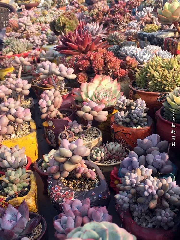 视觉盛宴美不胜收美图,视觉盛宴每个画面都美极了