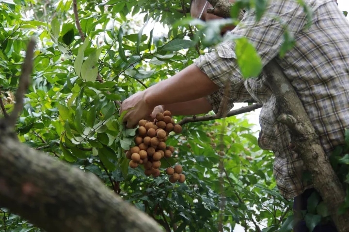 桂圆干：进补佳期，补气血驱寒暖身