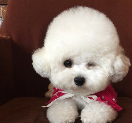 三个月比熊乱撒尿怎么办,3个月比熊到处拉屎