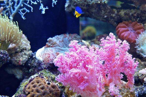 什么样的珊瑚是最好的,最好看的十种珊瑚