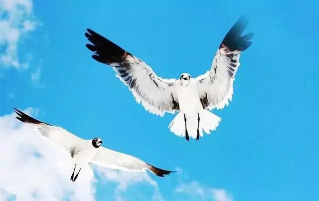 你若不懂情与爱，愿君读金庸武侠！