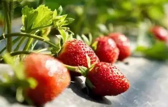 香甜多汁！佛山周边草莓采摘地图出炉！