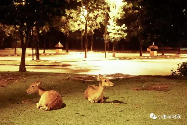 清迈旅游必买攻略,清迈旅游省钱攻略