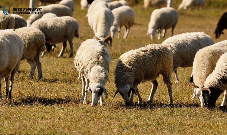 去澳大利亚旅游带什么特产,去澳大利亚旅游买什么衣服