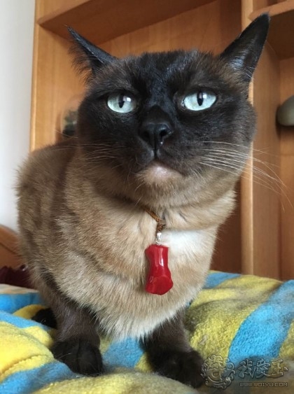 什么样的珊瑚是最好的,最好看的十种珊瑚