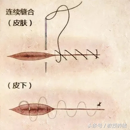 猪手术缝针打结方法,猪缝合手术全过程