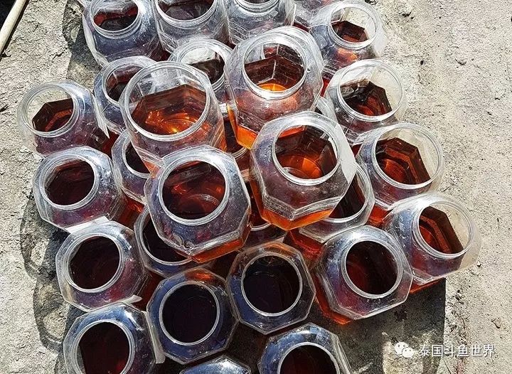 泰国斗鱼幼鱼喂什么,泰国斗鱼繁殖公鱼奇怪表现