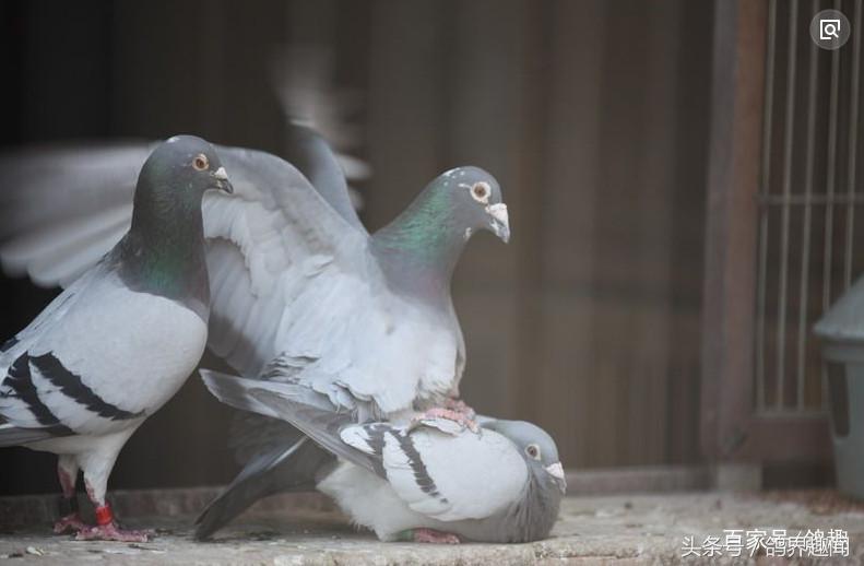 种鸽不配对不下蛋是什么原因,种鸽配对不下蛋可以孵鸽蛋吗
