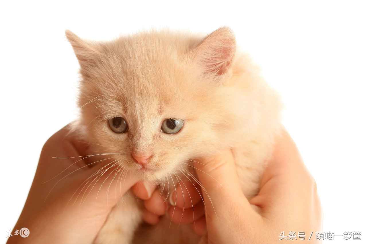 怎样解决猫咪尿床的问题,猫咪在席梦思上尿床了怎么清理