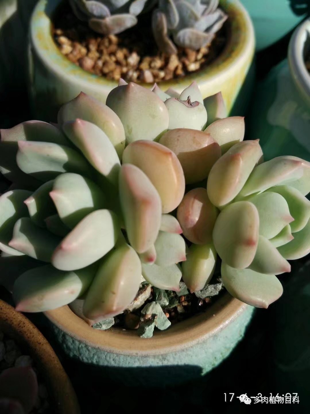 多肉的种植笔记,多肉知识大总结