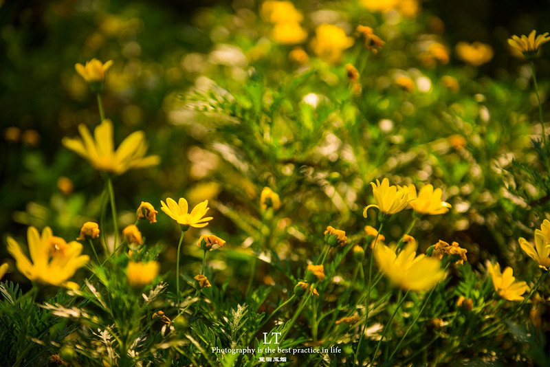 这里铁树开花是家常便饭，还有穿白色V领服的贪吃黑熊