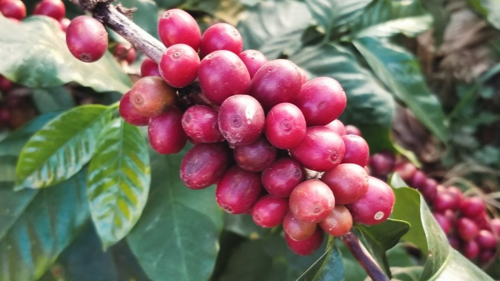 去云南适合买什么茶,云南最有名的咖啡在哪里