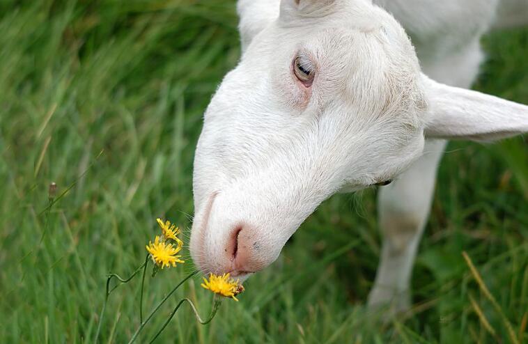 生肖运势大揭秘十二生肖的财运,十二生肖今年的财运和运势如何啊