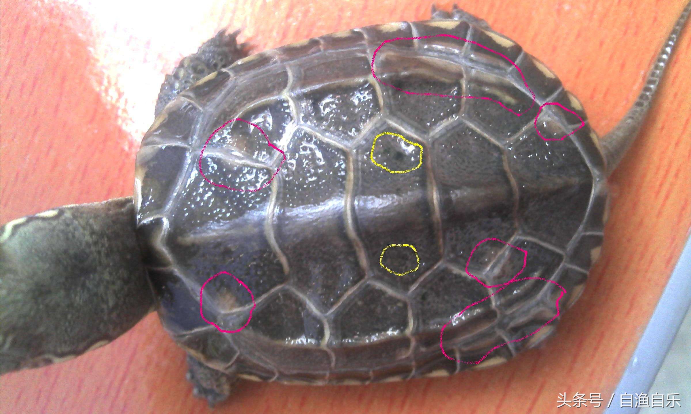 常见龟病的防治,龟腐甲怎么治疗最有效