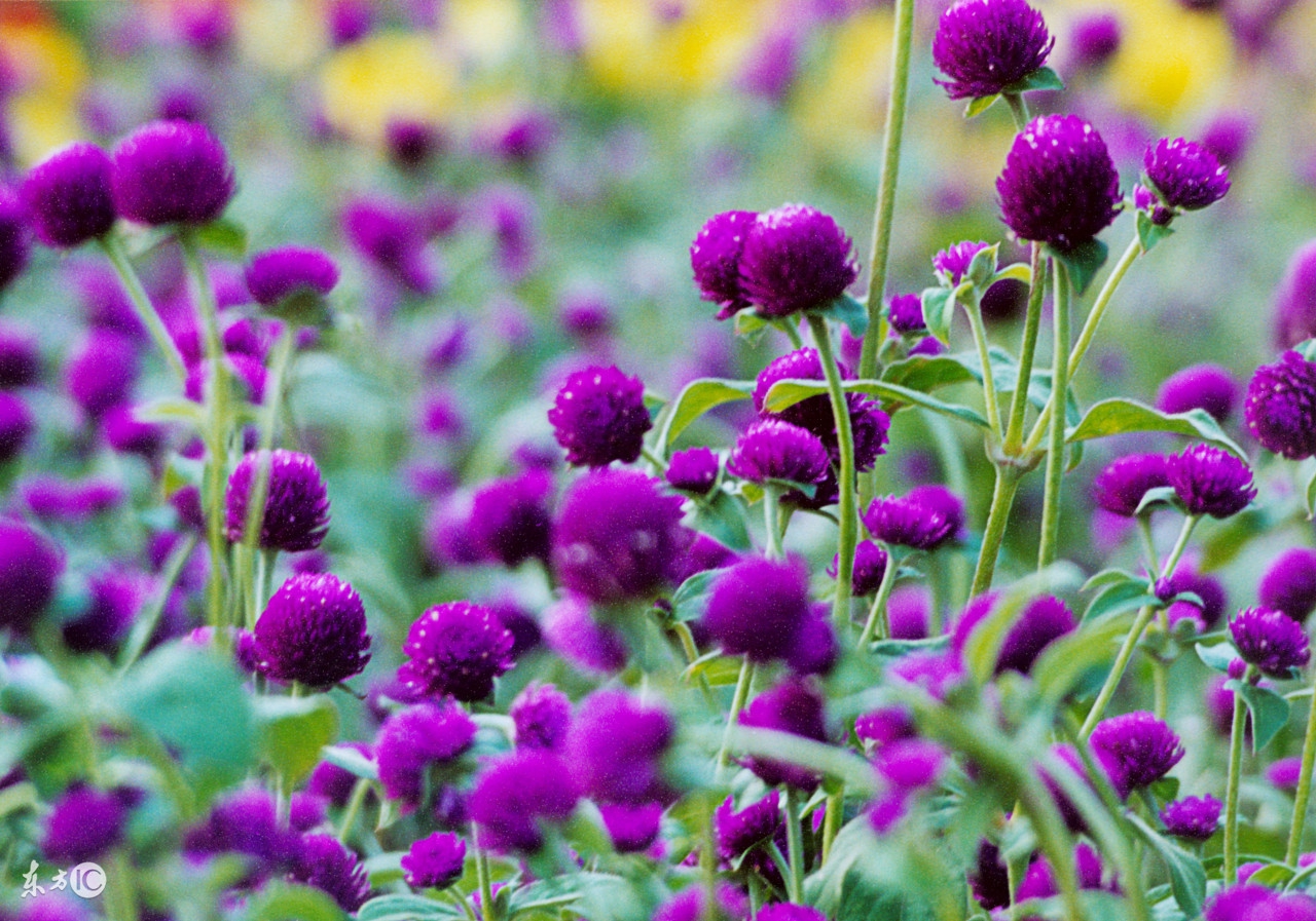 懒人种植观赏花草,适合夏季种植的懒人花草