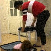 泰迪因为不愿意与出差的主人分开主动钻进行李箱，网友：粘人精