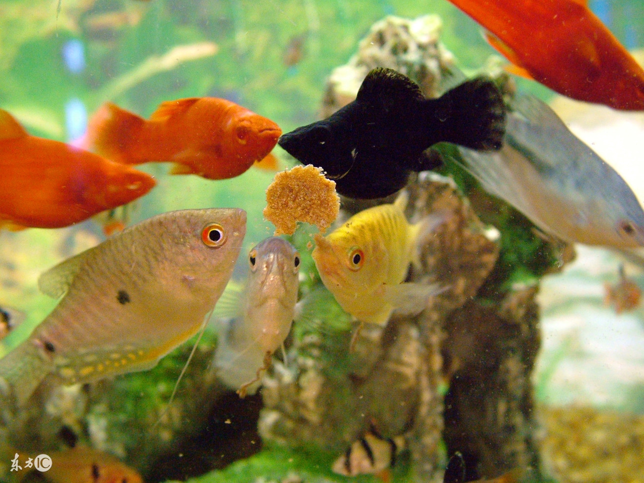 会看日历的你看得懂鱼的日历么？