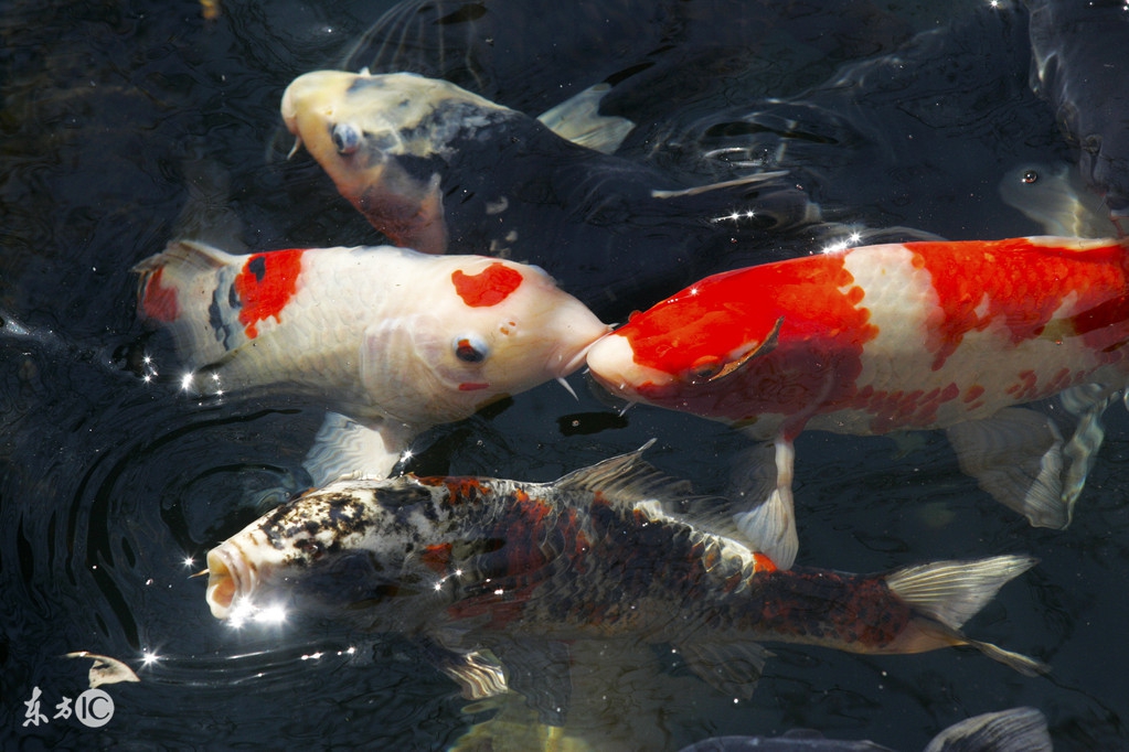 锦鲤在北方能越冬吗,锦鲤冰下越冬注意事项