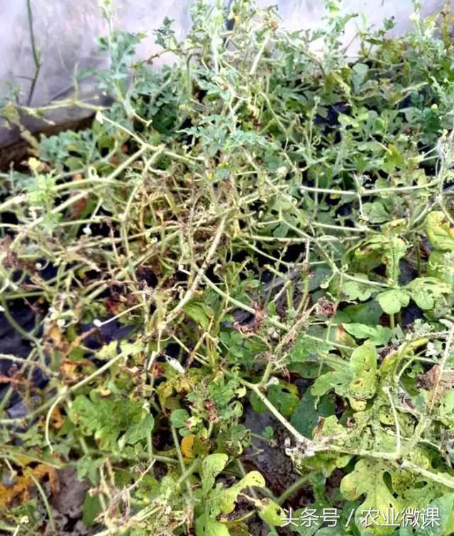 西瓜被虫咬怎么办,西瓜青虫怎么处理