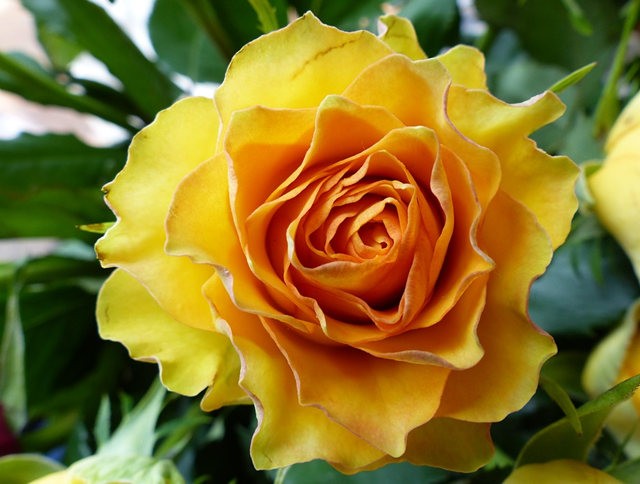 玫瑰花不同朵数代表什么花语,不同颜色玫瑰花花语和寓意一样吗