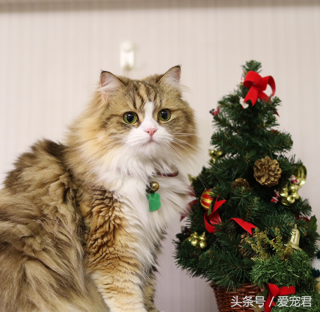 猫咪乱咬东西怎么纠正,猫咪乱咬东西怎么教训它