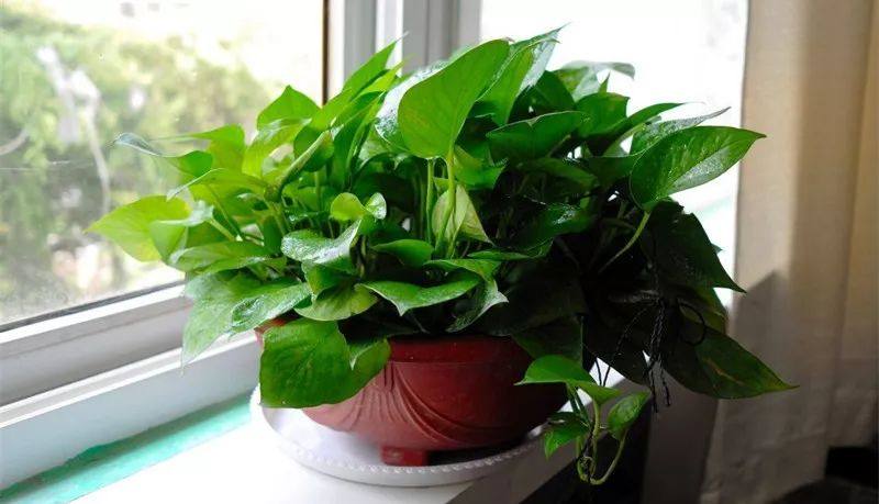 家里的植物叶子发黄怎么回事,叶子发黄的原因与处理方法