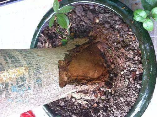 发财树死了怎么救活,快死的发财树如何救活