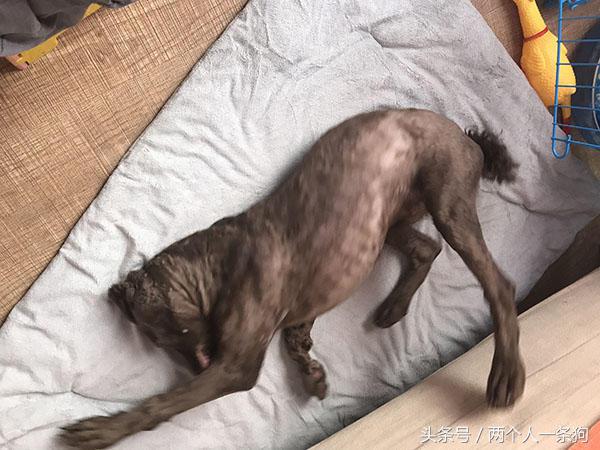 女子出差请闺蜜帮忙照顾女儿,女子出差三个月把狗狗寄养