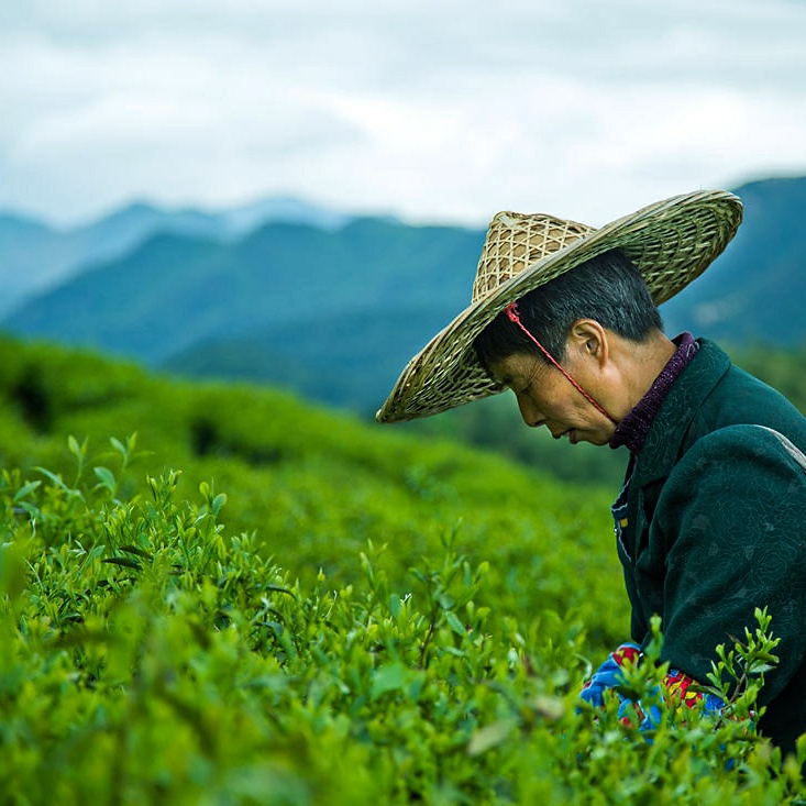 终须滚水走一趟，养就壶中满目春