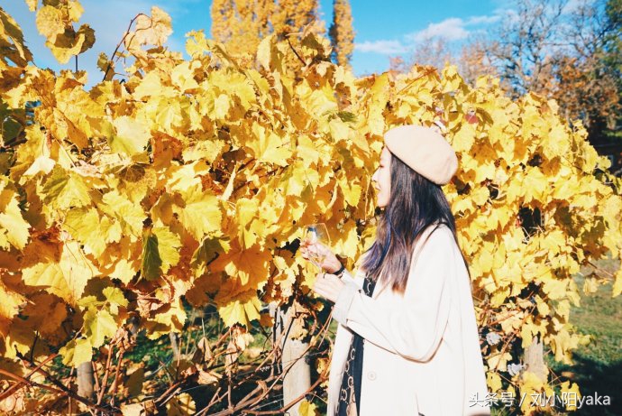 维多利亚水廊旅游,加拿大旅行景点