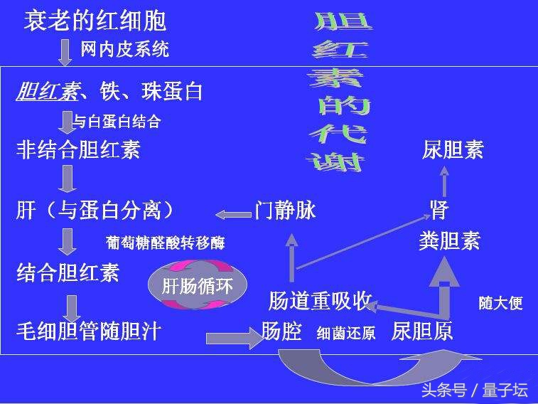 总胆红素偏高怎样调理最好,间接胆红素偏高要怎么调理