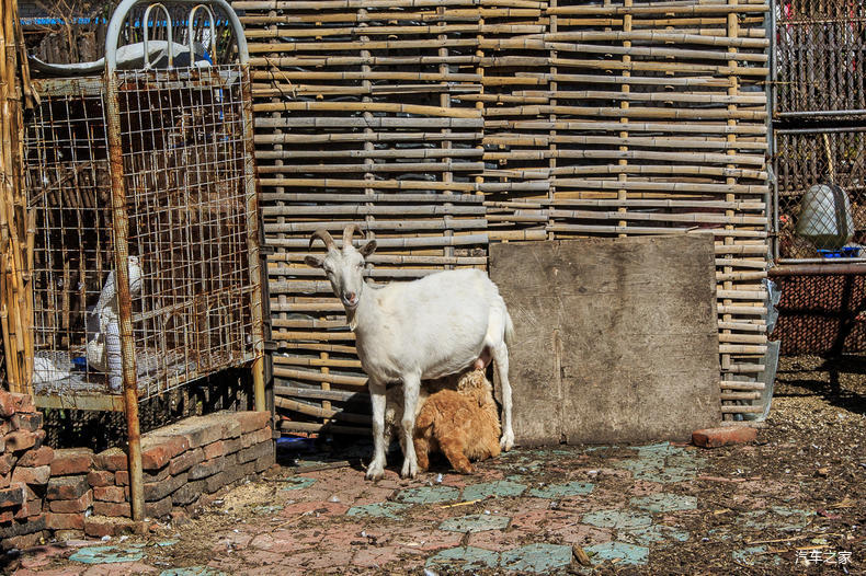 家乡之美美篇,家乡之美原唱完整版